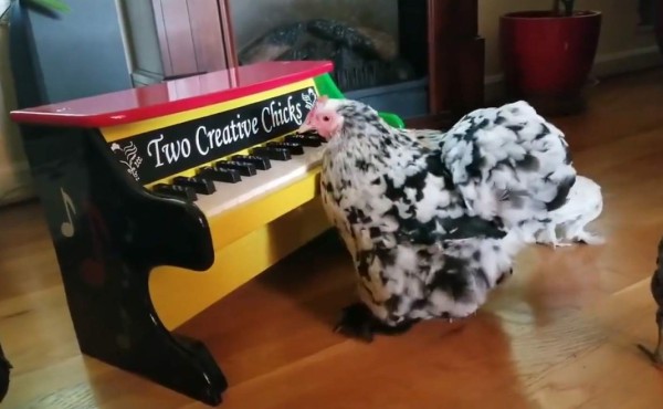 Videos Virales: Gallina causa sensación tocando piano