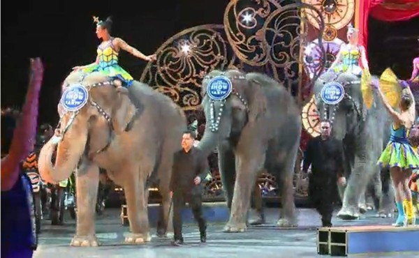 El polémico trabajo de elefantes en circos