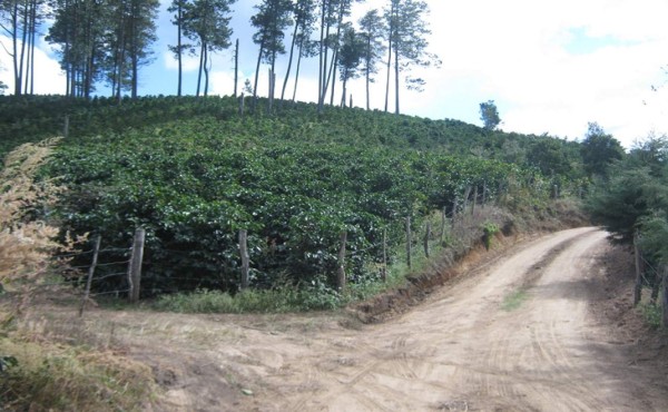 Discusión entre cafetaleros deja tres muertos en Ocotepeque