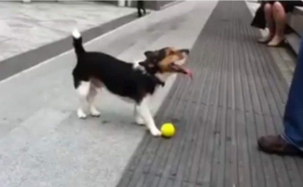 El perro que es ignorado por todos