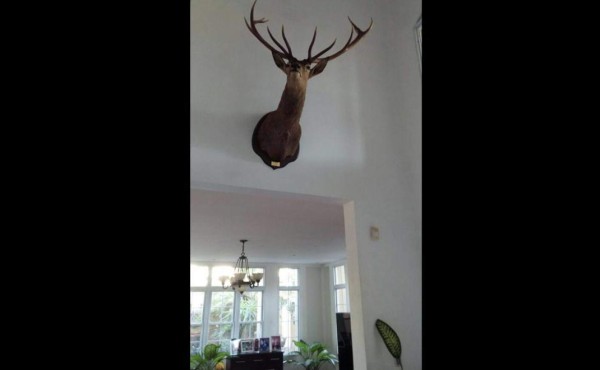 Cocodrilo, aves exóticas y venados hallan en casa de lujo en San Pedro Sula