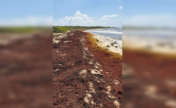 Invasión del sargazo en el Caribe y sus consecuencias
