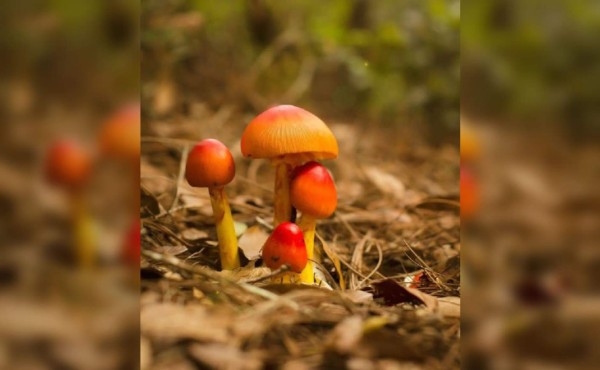 Choros, los hongos mágicos lencas que todos quieren comer