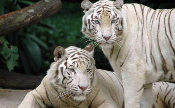 Dos cachorros de tigre blanco matan a guardia en India  