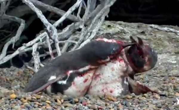 Pingüino halla a su 'hembra' con otro y protagoniza violenta pelea