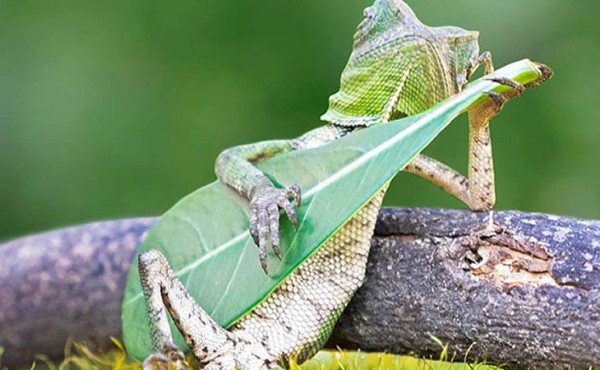 Foto de 'lagarto rockero' viraliza las redes, conoce su historia