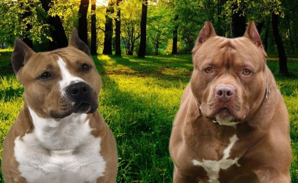 Perro American Terrier mata a su dueña y a su hijo en Alemania