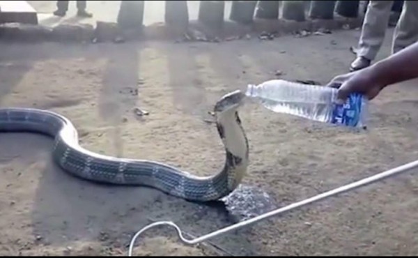 La sedienta cobra que llegó a buscar agua a un pueblo en la India