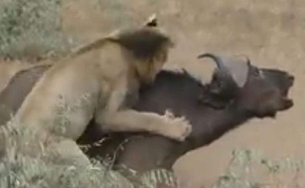 Parecía que dos leones comerían búfalo, pero algo inesperado sucedió