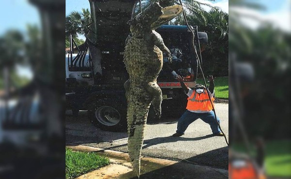 Encuentran 'gigantesco' caimán muerto en la Florida