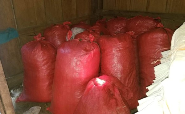 Hallan 640 libras de supuesta marihuana en una casa en Tocoa