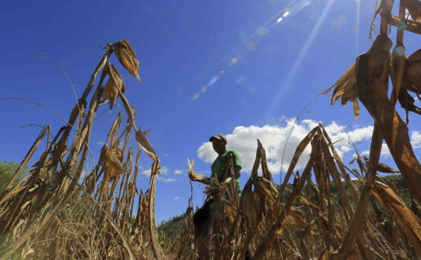 La sequía afecta a 50 % de familias hondureñas e incide en nutrición infantil