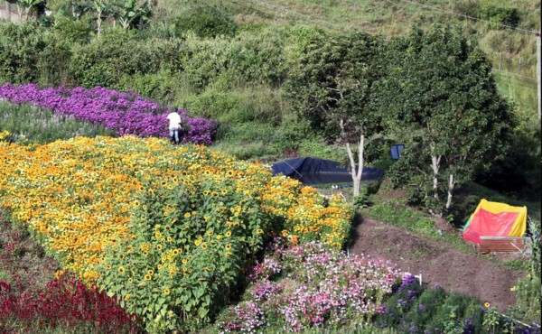 BCIE emite Bono Verde por 375 millones de dólares para diversos proyectos