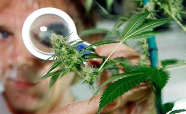 Universidad ofrece licenciatura enfocada en la marihuana&nbsp;&nbsp;
