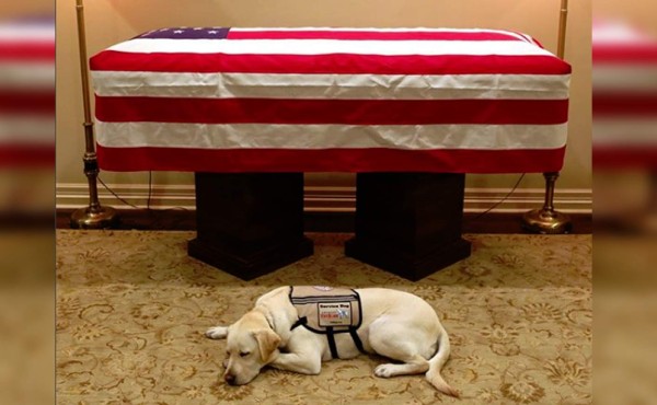 Sully, el perro de George Bush que se rehúsa a separarse de su ataúd