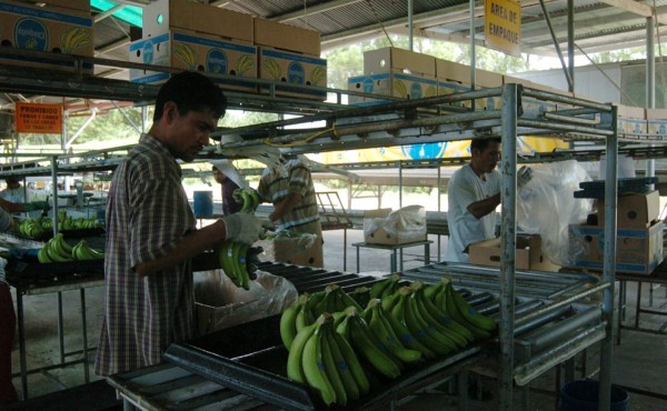 Chiquita y Fyffes crean la mayor bananera del mundo