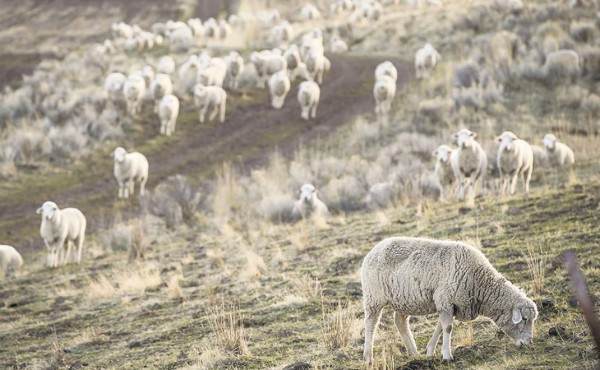Patagonia crece, pero tropieza contra sus propios principios