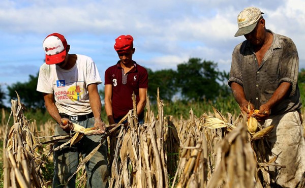 Sequía deja 'crudos” a productores y ya le quita L140 millones a Lempira