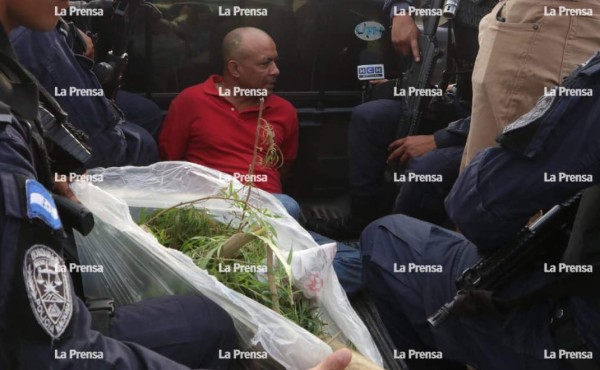 Hondureño tenía planta de marihuana en su casa porque 'le daba sombra'