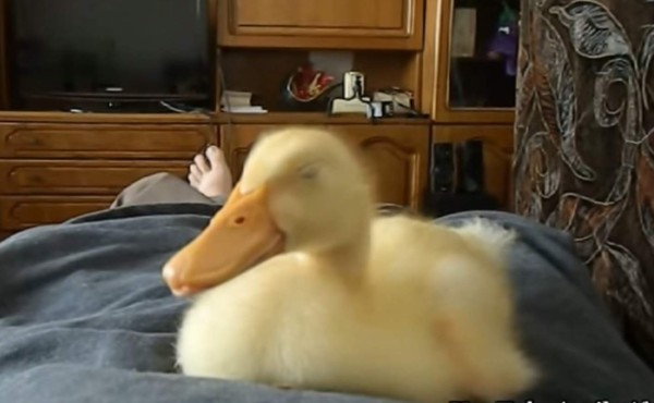 Pato bebé roncando es sensacion en redes sociales