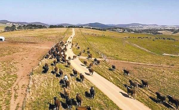 Los ganaderos ahora pueden usar satélites para cuidar sus rebaños