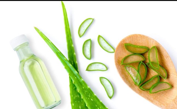 El aloe vera y su poder nutritivo