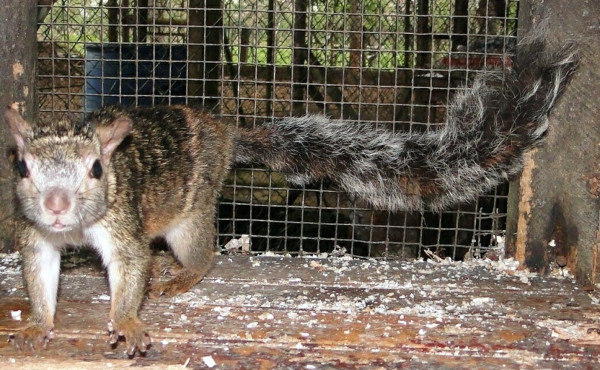 Prohíben cazar animales en El Negrito, Yoro