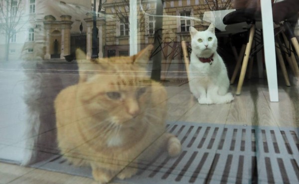 Dos gatos son las dos primeras mascotas que dan positivo de coronavirus en EEUU