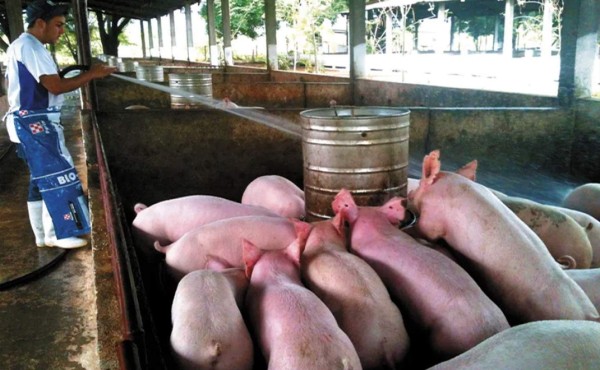 Aprueban L30 millones para el sector porcicultor afectado durante la emergencia