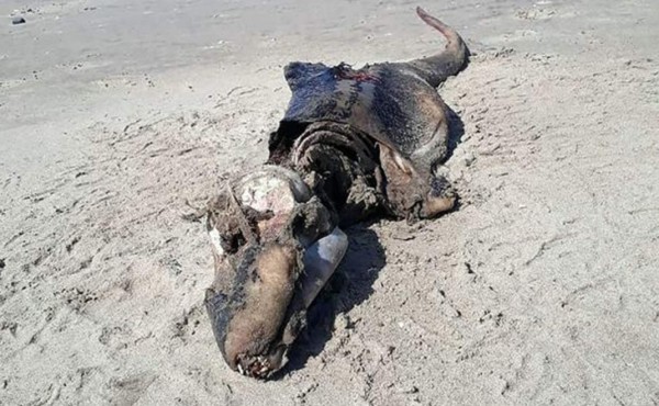 Misteriosa y extraña criatura apareció en una playa y desconcierta a los científicos