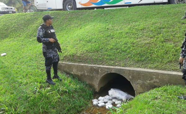Hallan 14 paquetes de marihuana en alcantarilla de La Ceiba