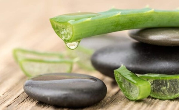 La sábila: cuáles son sus propiedades y cómo usarlas