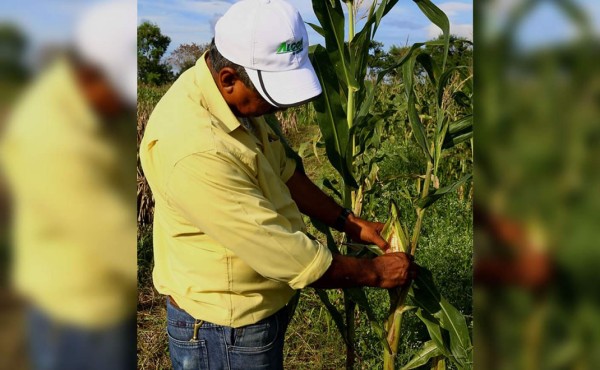 Producción de maíz crecerá en un 60% para esta cosecha