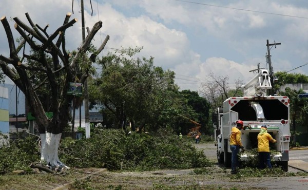 Cortan y podan árboles a fin de evitar asaltos