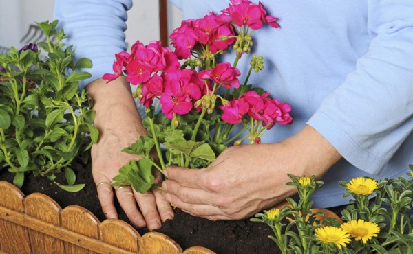 Plantas purificadoras para tener en el hogar