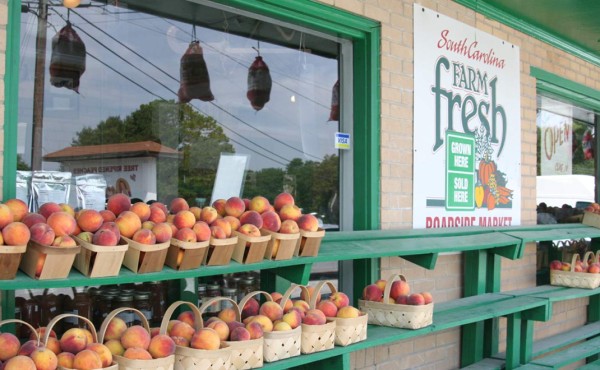 Alerta en República Dominicana por mosca del Mediterráneo