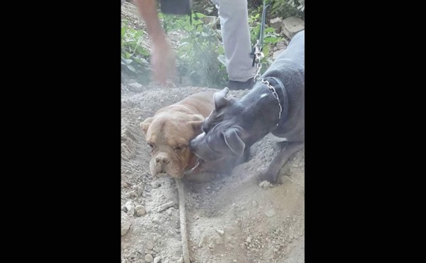 Caso de perra enterrada viva escandaliza a Francia
