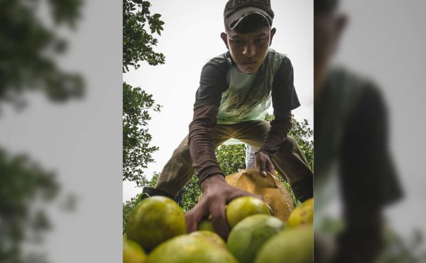 Honduras lidera protección de cítricos en CA y el Caribe