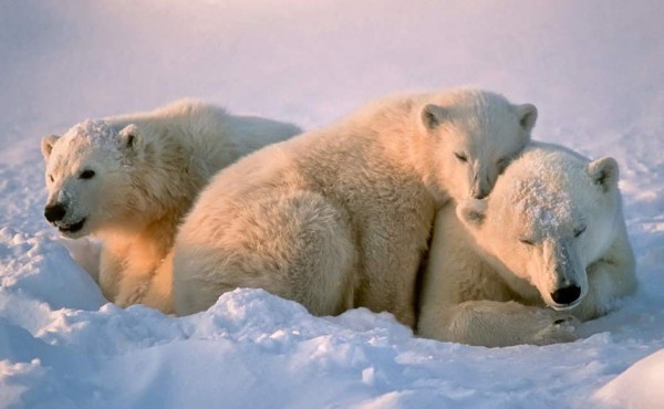 Osos polares podrían extinguirse antes del 2,100 debido al calentamiento global