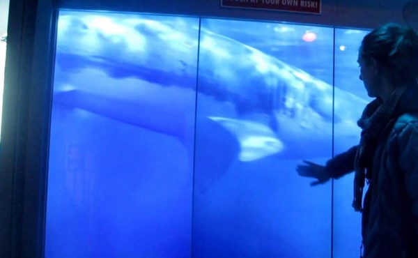 Tiburón causa pánico al agrietar su estanque  