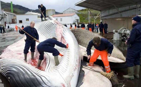 Japón retomará oficialmente la caza comercial de ballenas