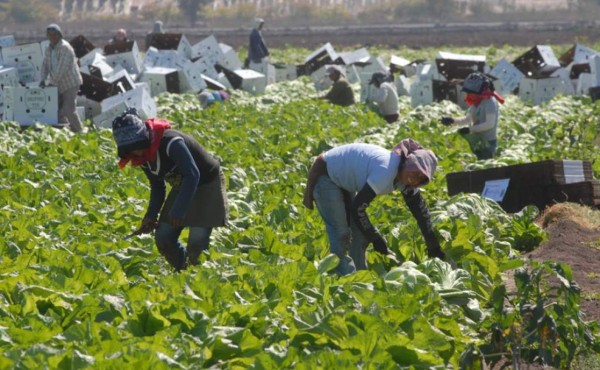 Hondureños trabajando temporalemente EEUU deben llenar formulario en línea