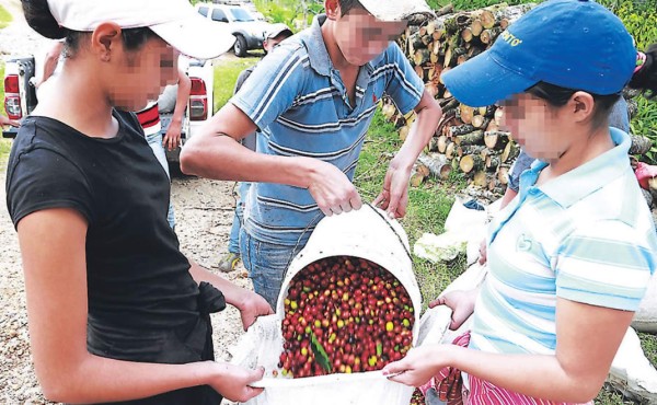 Cafetaleros aseguran que en fincas no hay explotación laboral de niños