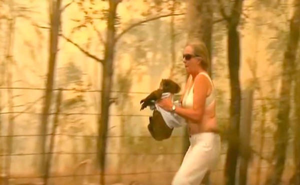 Video viral: Mujer arriesga su vida para salvar a koala de incendios en Australia