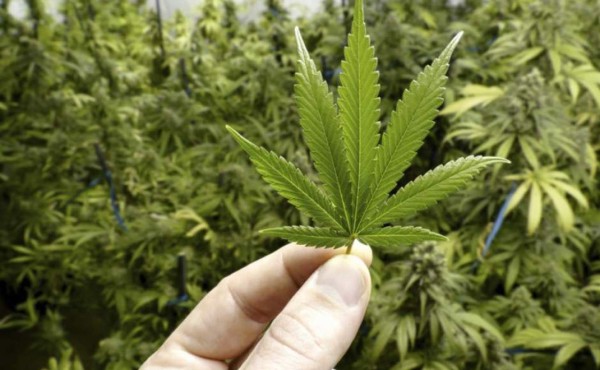 Aplazan en Brasil votación sobre cultivo de marihuana con fines medicinales