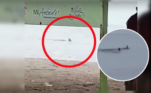 VIDEO: Graban a supuesto tiburón merodeando a las orillas de una playa en Honduras