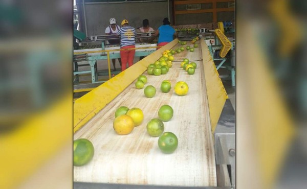 Exportarán naranja hacia Aruba y Martinica