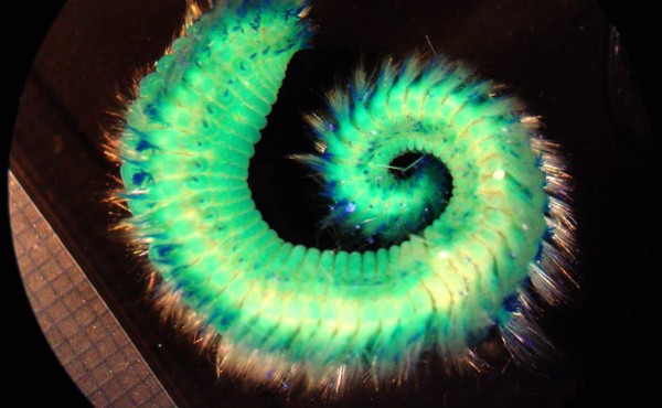 Luz verde en Francia a ensayo clínico con sangre de gusanos marinos para enfermos de COVID-19