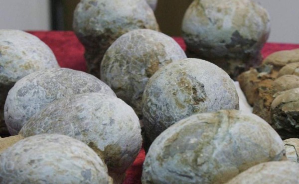 Presentan fósiles de huevos de dinosaurio decomisados en EUA
