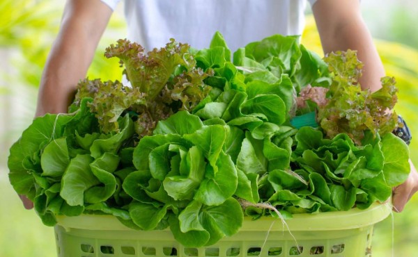 ¿Qué aportan a nuestro organismo las hortalizas de hoja verde?